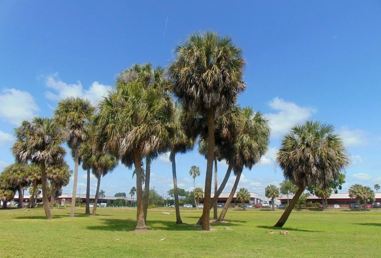 Sabal Palm Sabal palmetto 100 Seeds  USA Company