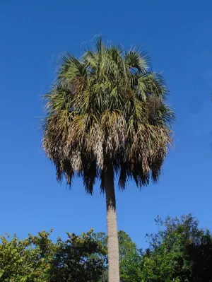 Sabal Palm Sabal palmetto 100 Seeds  USA Company