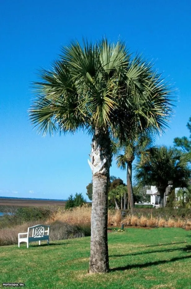 Sabal Palm Sabal palmetto 100 Seeds  USA Company