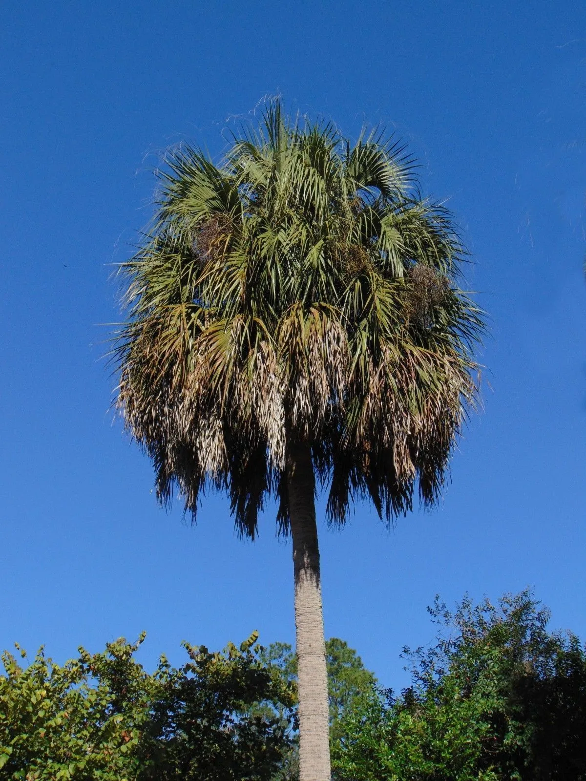 Sabal Palm Sabal palmetto 100 Seeds  USA Company